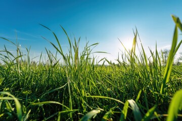 Obraz premium Sunny spring landscape with lush green grass and bright blue sky for nature lovers and outdoor enthusiasts