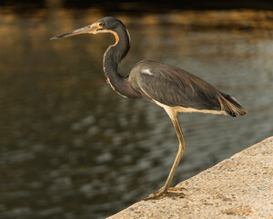 Tricolored Heron