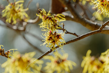 マンサクの個性的な黄色い花