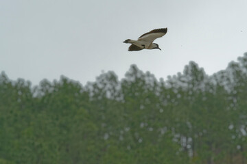 Bird in flight