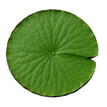 Lush green water lily pad displays its striking circular form, distinctive notch, and intricate vein network.