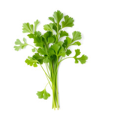 cilantro thai herb isolated on white background.
