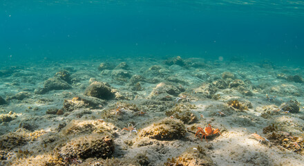 Fototapeta premium Sunlit Mediterranean Seabed: Shallow Rocky Reef with Orange Starfish