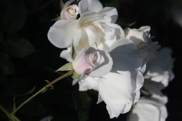 This is a fully bloomed white rose with soft, layered petals and a subtle pink center filled with stamens. In the background, other white roses and green leaves are slightly blurred, highlighting the 