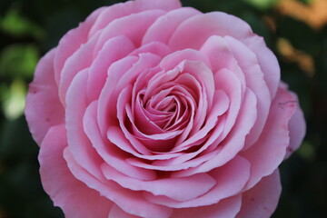 Obraz premium Beautiful Rose Close-Up