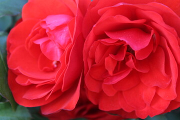 Beautiful Rose Close-Up