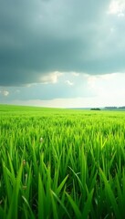 Obraz premium Grassy field stretching into the horizon under overcast sky, serene, rural
