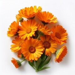 Calendula