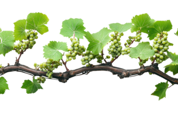 Lush green grapevine branch with clusters of unripe grapes vibrant leaves against a stark on transparent background