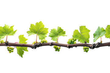 Lush green grapevine branch with vibrant leaves and young unripe grapes against a stark black on transparent background