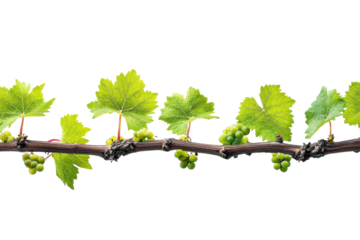 Lush green grapevine branch with vibrant leaves and young unripe grapes against a stark black on transparent background