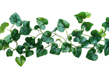 Lush Green Ivy Vine Heart Shaped Leaves on Black Background Vibrant Nature Photography Perfect on transparent background
