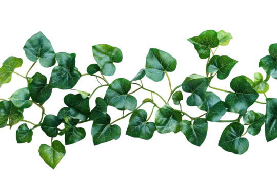 Lush Green Ivy Vine Heart Shaped Leaves on Black Background Vibrant Nature Photography Perfect on transparent background