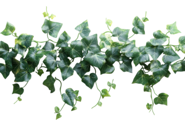 Lush green ivy vine leaves cascading on a black background vibrant foliage detail perfect for on transparent background