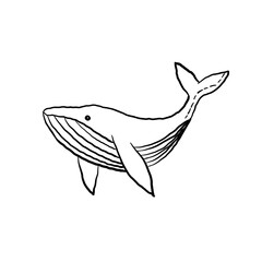 Whale 