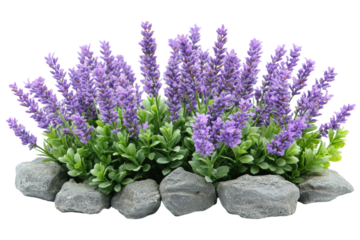 Serene lavender bush nestled amongst grey stones isolated on a black background vibrant purple on transparent background