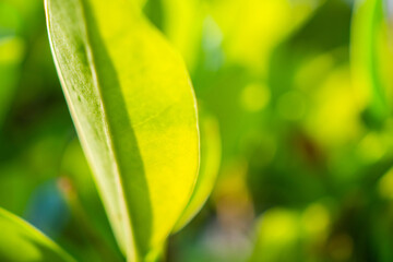 Natural plant green leaf in garden with bokeh background