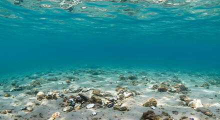 Fototapeta premium Underwater Seascape: Shallow Sandy Bottom with Scattered Shells and Stones