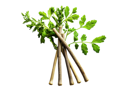 Fresh Udo Aralia stem vegetables with natural appeal