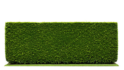 Lush green hedge serving as a natural divider in a garden landscape during bright daylight