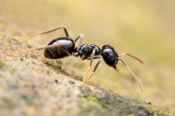 Black forest ant - Lasius fuliginosus, beautiful small black forest ant from Euroasian forests and woodlands, Czech Republic.