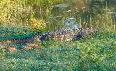 A crocodile is laying in the grass by a pond
