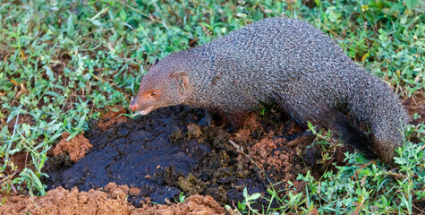 A small animal with a long tail is walking through a muddy area