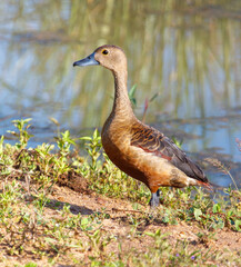 A duck is standing in the grass near a body of water
