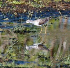 A bird is standing in a pond with its head in the water