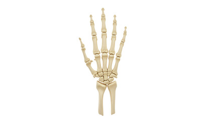Detailed view of a human skeletal hand showcasing bones, ideal for educational purposes and anatomy studies
