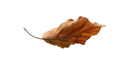 Dewdrop on Autumn Leaf Macro View Transparent Background