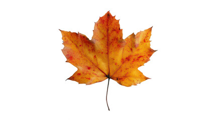 Fototapeta premium Flat Maple Leaf in Autumn Style from Top View Isolated on White Transparent Background