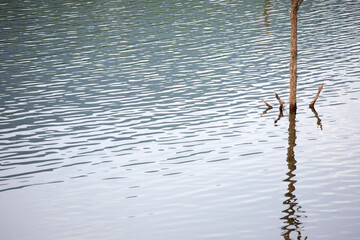 Calm Water Reflection with Tree Stump in Tranquil Landscape Scene