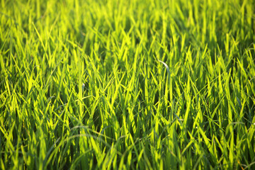 Fototapeta premium Lush Green Grass Field with Dewdrops in Bright Morning Light