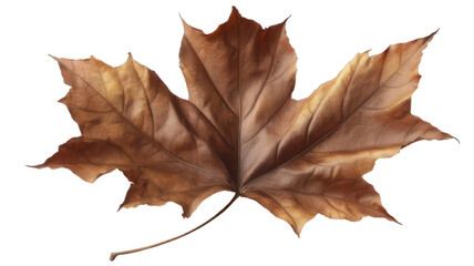Naklejka premium Judul yang Relevan dan User-Friendly: Realistic Dry Sycamore Leaf with Curled Edges Transparent Background