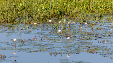A pond with many lily pads and a few white flowers