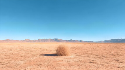 tumbleweeds in the desert