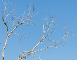Two bare branches of a tree against a clear blue sky