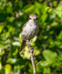 A bird is perched on a branch in a lush green forest