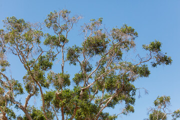 A tree with a few leaves is in the middle of a blue sky