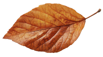 Obraz premium Realistic Bright Autumn Leaf Falling from Sky Transparent Background