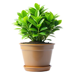 Obraz premium plant in a pot
