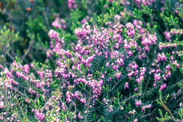 Obraz premium A field of purple flowers with green leaves