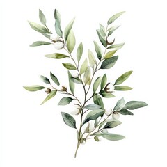 Watercolor Olive Branch with Leaves and Berries in Soft Tones