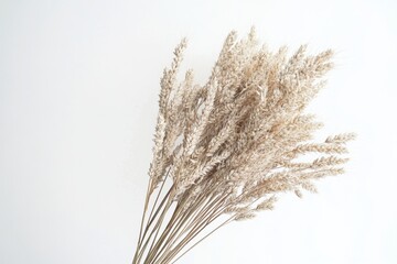 Dried wheat grass bouquet against white background