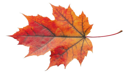 Obraz premium Realistic Maple Leaf in Fall Style Shot from Top-Down View Isolated on White Transparent Background