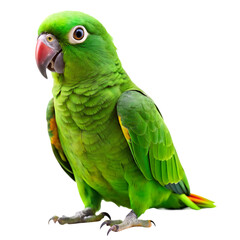 Vibrant Green Parrot Bird Image