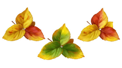 Fototapeta premium Realistic Three Colored Autumn Leaves Arranged in Triangle Isolated on White Transparent Background