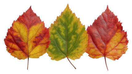 Fototapeta premium Realistic Trio of Fall Leaves in a Row Isolated on White Transparent Background