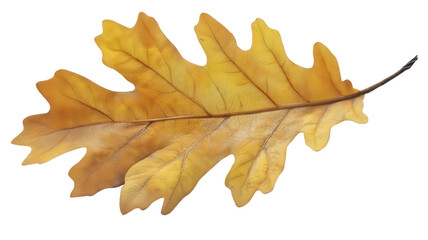 Obraz premium Yellow Brown Oak Leaf in Autumn Style Isolated on White Transparent Background